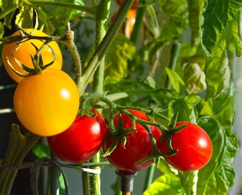 Growing Tomatoes in Winter (Yes, It Can Be Done!) - Minneopa Orchards