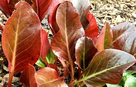 Bergenia Ballawley At Cambo Gardens Fiona Drummond Flickr