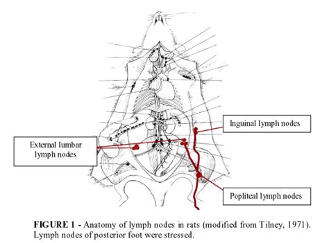 Scielo Brasil Experimental Model In Rat For Sentinel Node Biopsy