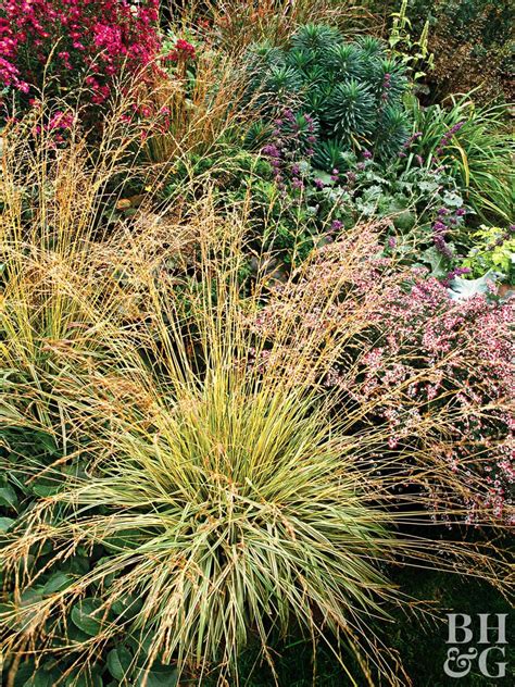 Hair Grass Is An Evergreen Depending On Climate Grass With Airy