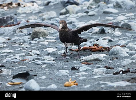 Southern Giant Petrel Macronectes Giganteus On The Beach Of Macquarie