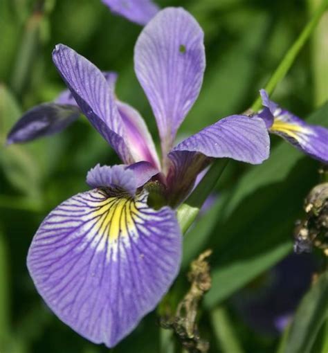 À chaque ville sa fleur Fleurs sauvages du Québec