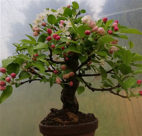 Crab Apple Bonsai Tree In Training Shoka Bonsai