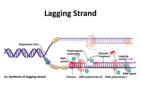 Ppt Dna Replication Powerpoint Presentation Free Download Id 1457112