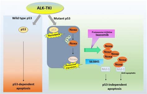 Potential Combined Drug Therapy For Lung Canc EurekAlert