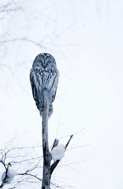 Premium Photo Ural Owl In Natural Habitat Strix Uralensis