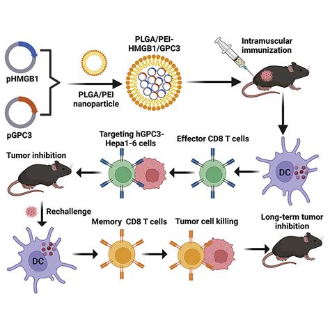 Hmgb1gpc3 Dual Targeting Vaccine Induces Dendritic Cells Mediated Cd8