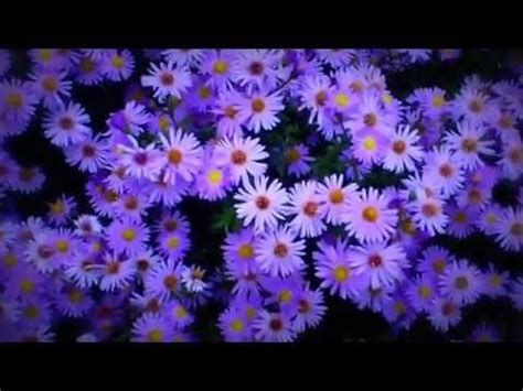 Градински цветя - YouTube