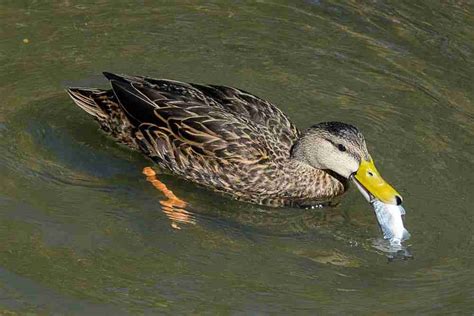 What Do Mallard Ducks Eat