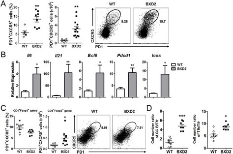 Tfh Cell Responses Were Increased In The Bxd Mice A Flow Cytometry