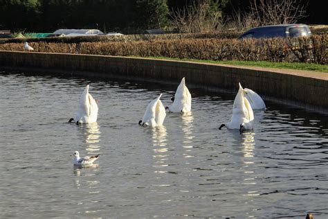 Swans Earlswood Lakes David Austin Flickr