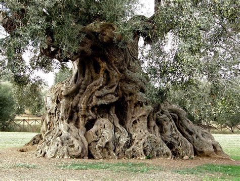 Olivo Millenario Piantare Alberi Alberi Secolari Alberi Da Giardino