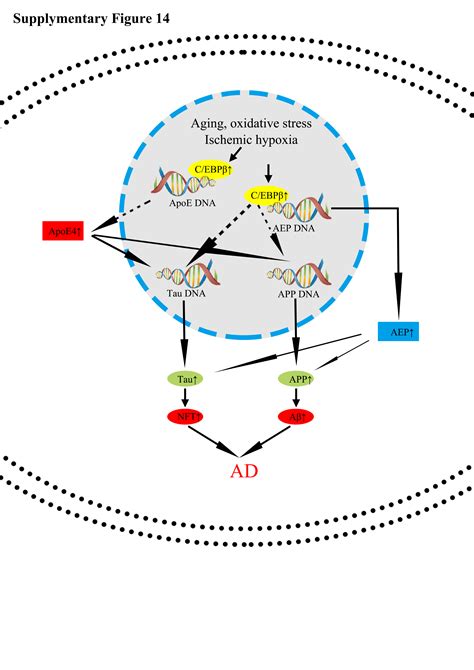 C EBPβ is a key transcription factor for APOE and preferentially