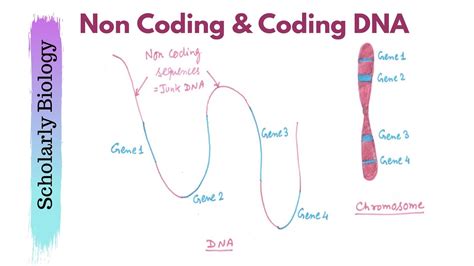 Coding Non Coding DNA Junk DNA Molecular Basis Of Inheritance