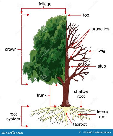 Anatomy Of A Tree Diagram