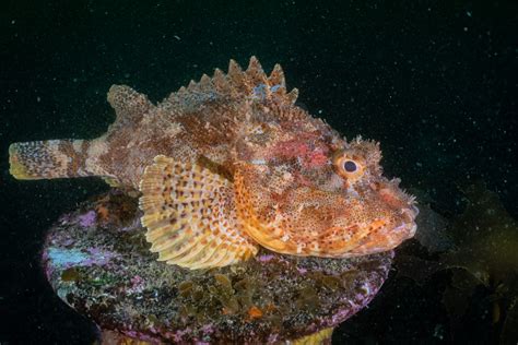 Scorpion Fish