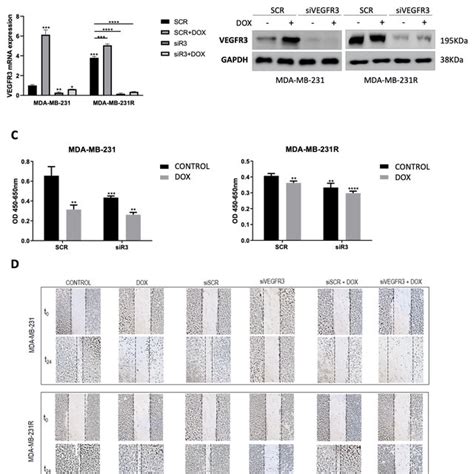 Effect Of Doxorubicin Treatment In Mda Mb 231 Cells Vs Mda Mb 231r