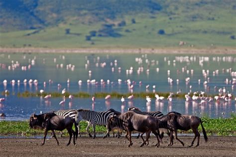 Lake Manyara national park - tanzania national parks