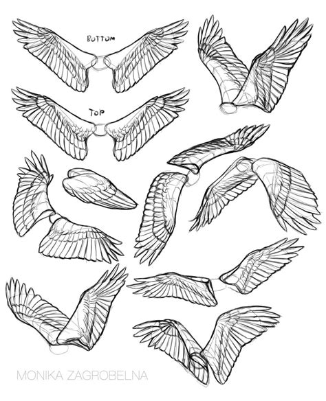 Bird Wing Drawing