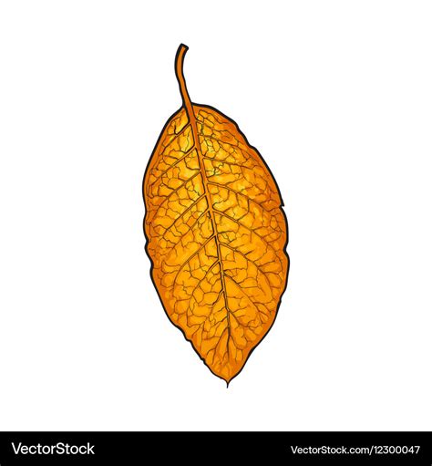 Hand drawn dry tobacco leaf Royalty Free Vector Image