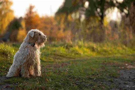 Wheaten Terrier Border Collie Mix Breed Guide - BorderCollieTalk