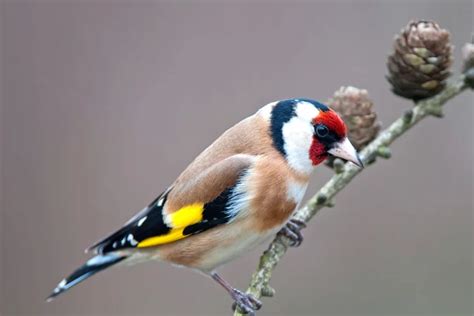 Des Chardonnerets Au Jardin Voici Comment Les Attirer Chez Vous