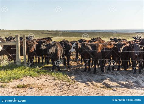 Cows Gathered Near Fence Stock Photo Image Of Pasture 92783088