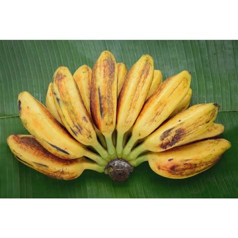 Jual Pisang Kepok Sisir Fresh Shopee Indonesia