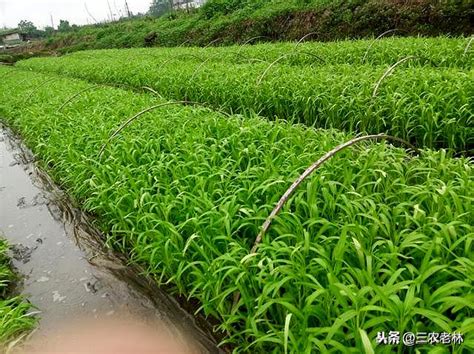 空心菜長得快的方法，做到這幾點。掌握了種植方法割完一茬又一茬 每日頭條