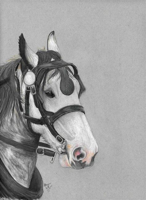 Horse In Harness Drawing By Alyson Weiss