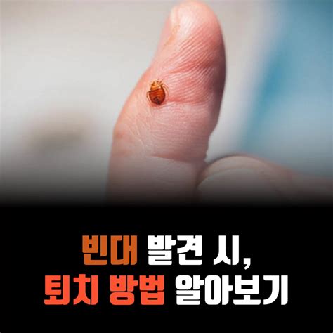 빈대 퇴치하는 방법 알아보기 Ft 살충제x 바로팁스