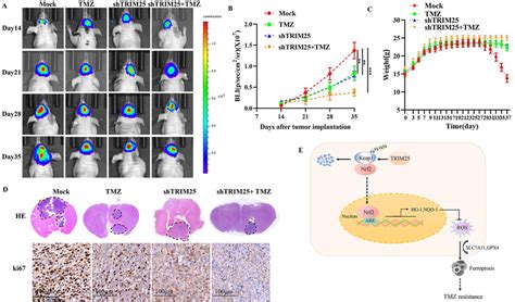 Trim25 Promoted Tmz Resistance In An Orthotopic Gbm Model In Vivo A