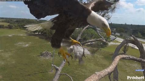 SWFL Eagles 4 1 24 Dad Delivers Fish Lunch Mom Toughens Up E23 For