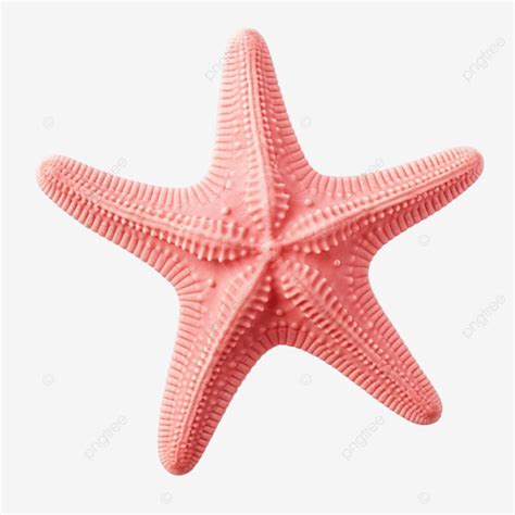 Linda Estrella De Mar Rosa Png Estrella De Mar Estrella Acu Tico