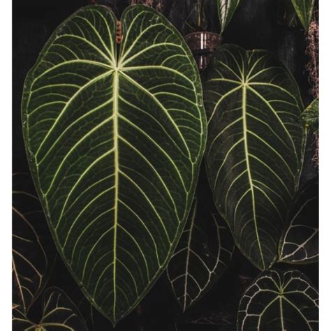 Anthurium Waterburyanum A Guide To Care And Hybrids