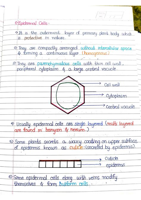 Solution Neet Anatomy Of Flowering Plants Handwritten Notes Part