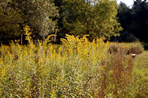 Synch Ro Ni Zing Goldenrod By Mary Oliver