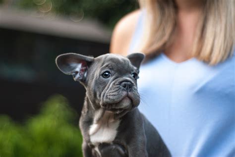5 Pro Puppy Toilet Training Tips - The Puppy Toolbox
