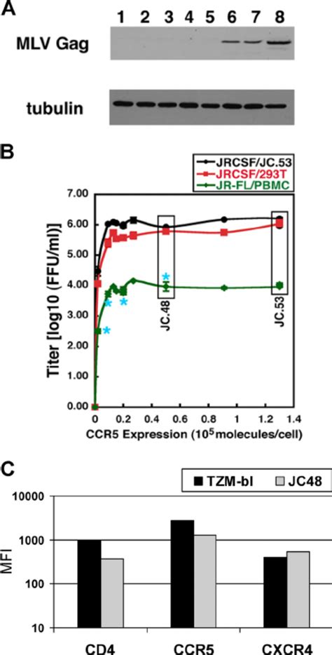 Characterization Of Hela Clones For Mlv Gag Expression Hiv