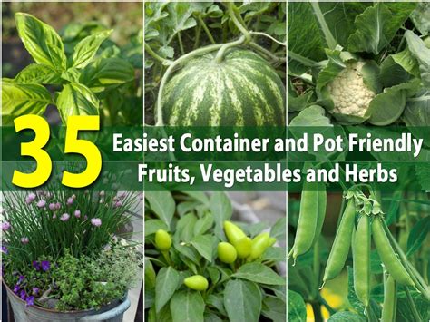 The 35 Easiest Container And Pot Friendly Fruits Vegetables And Herbs