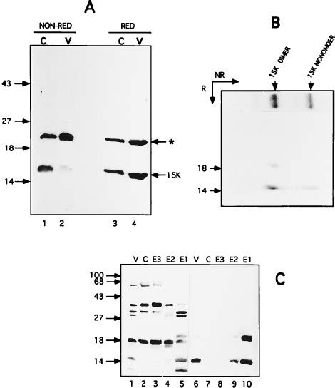 Vv And Kda Proteins Are Associated In Vivo A Protein