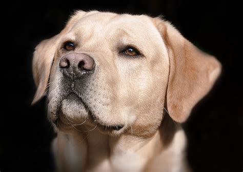 Royalty Free Photo Adult Yellow Labrador Retriever On Focus Photo