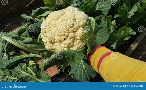 Farmer S Hand Holding Cauliflower Crop Cauliflower Cultivation In The