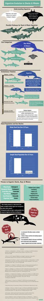 Gigantism Evolution in Sharks & Whales | News at Miami University