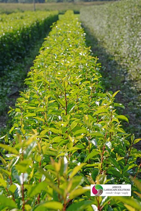 Portuguese Laurel Hedging | Arbour Landscape Solutions