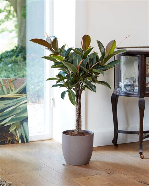 Gummibaum Ficus Elastica‘melanie Bild Kaufen 13702764