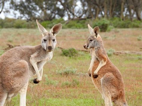 Interesuj Ce Ciekawostki O Kangurach W Australii Fajne Podr E