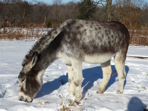 The Dancing Donkey The Nude Beach
