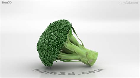 360 View Of Broccoli 3d Model 3dmodels Store