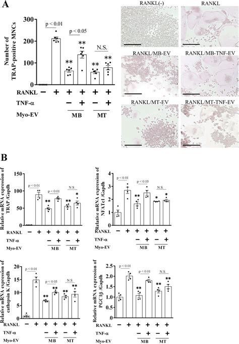 Effects Of Myo Evs On Osteoclast Formation In Raw 2647 Cells Raw